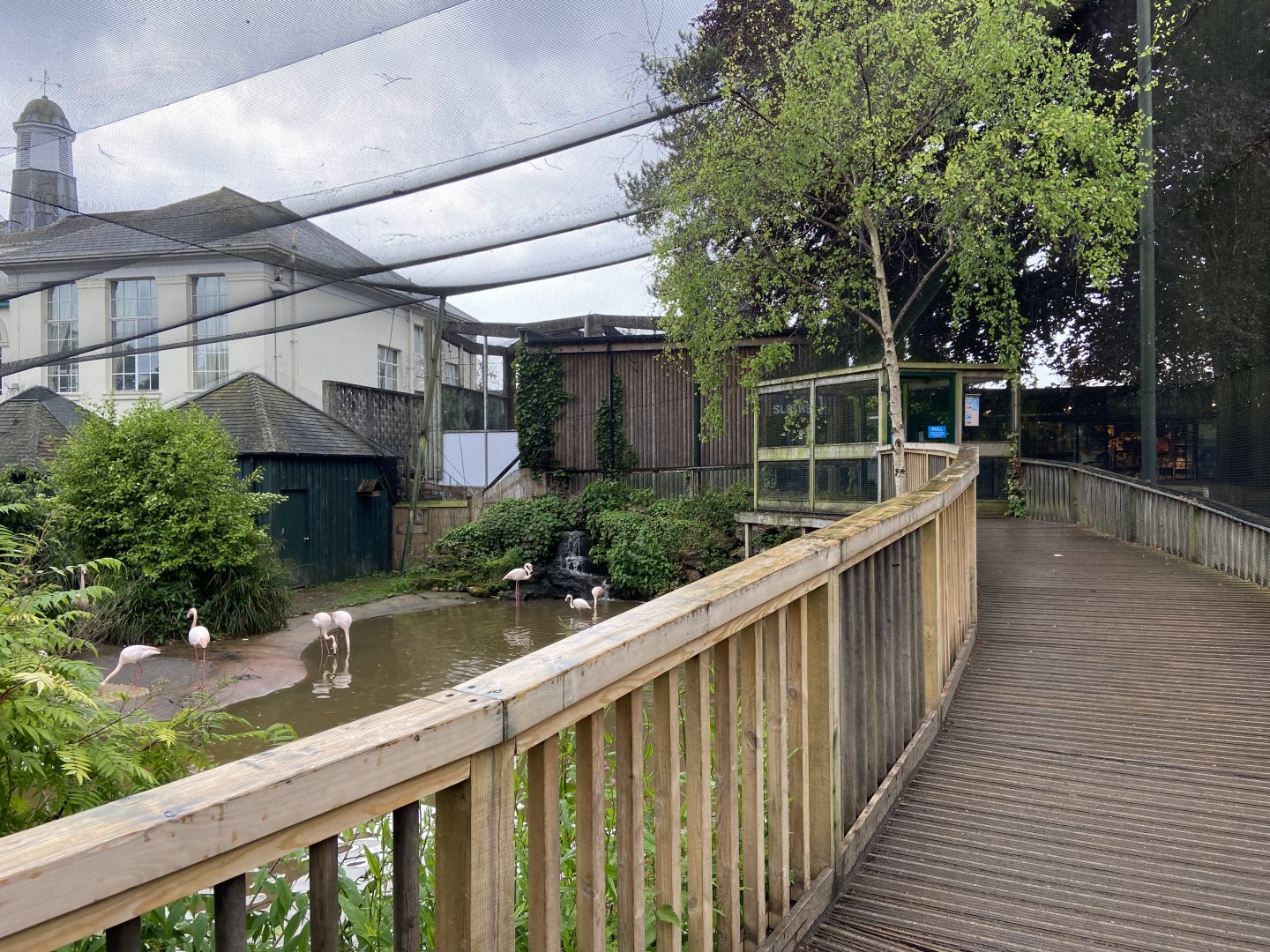 May 16th 2022 - interior boardwalk within Greater Flamingo walkthrough aviary at Bristol Zoo, viewing west