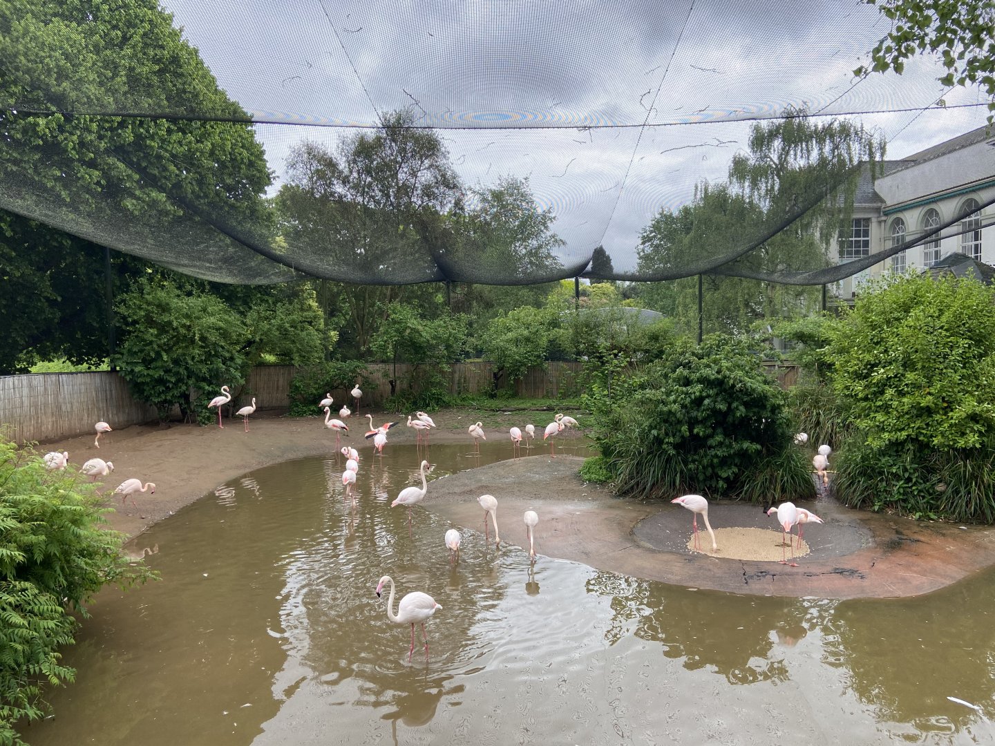 May 16th 2022 - interior of Greater Flamingo walkthrough aviary at Bristol Zoo