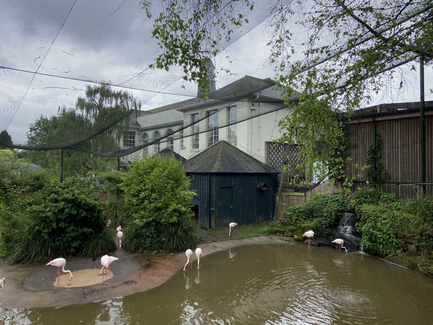 May 16th 2022 - interior of Greater Flamingo walkthrough aviary at Bristol Zoo