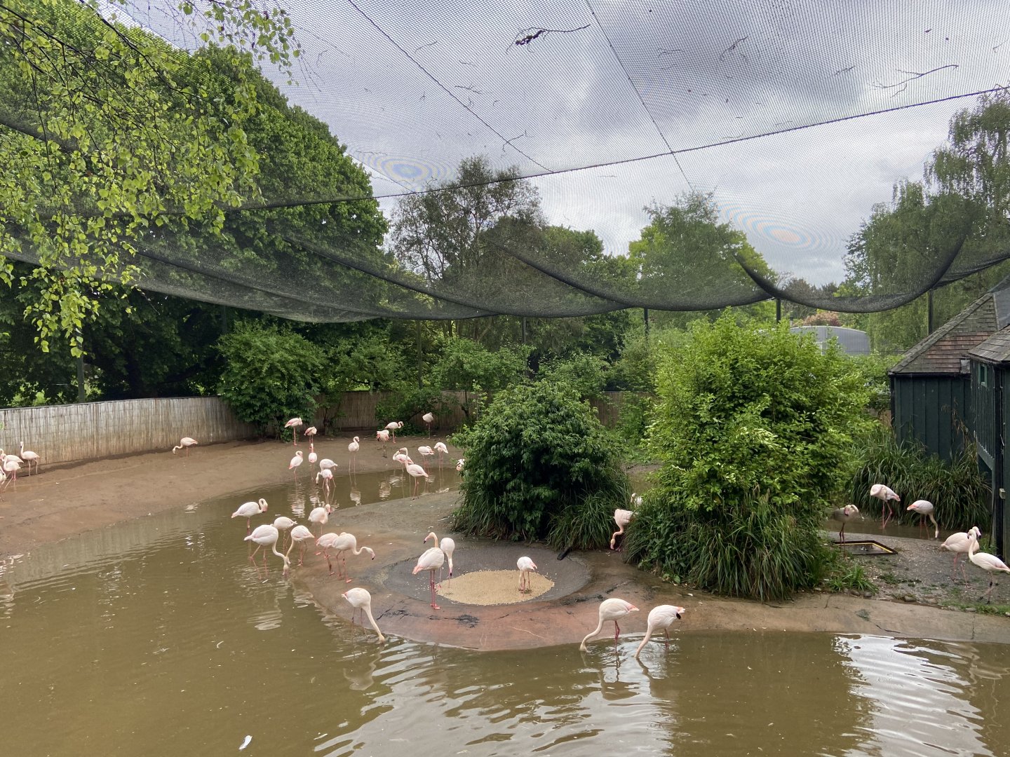 May 16th 2022 - interior of Greater Flamingo walkthrough aviary at Bristol Zoo