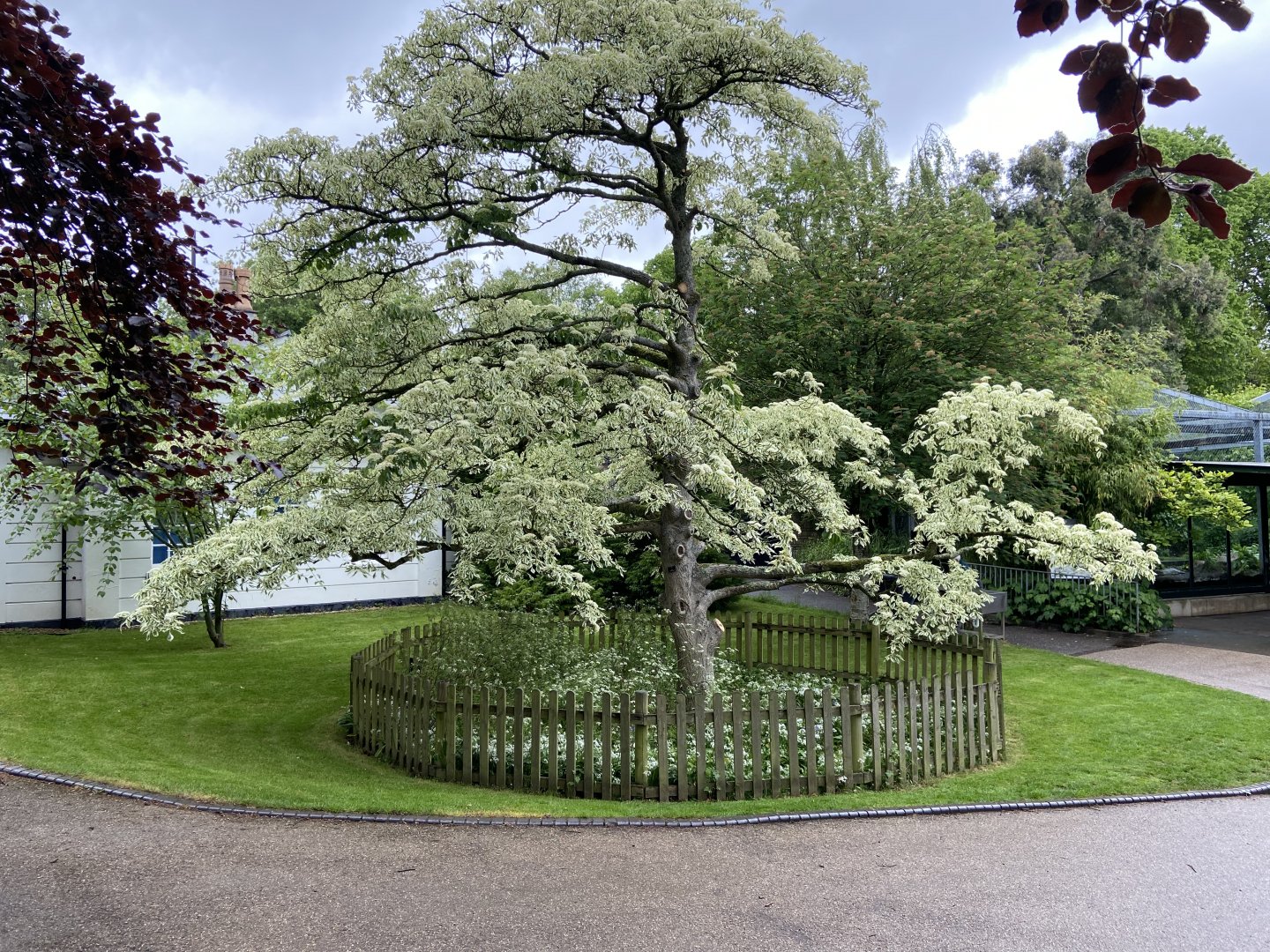 May 16th 2022 - mature tree within entrance plaza at Bristol Zoo