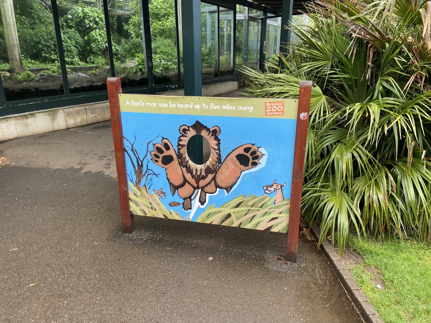May 16th 2022 - photographic opportunity board in front of Asiatic Lion exhibit at Bristol Zoo