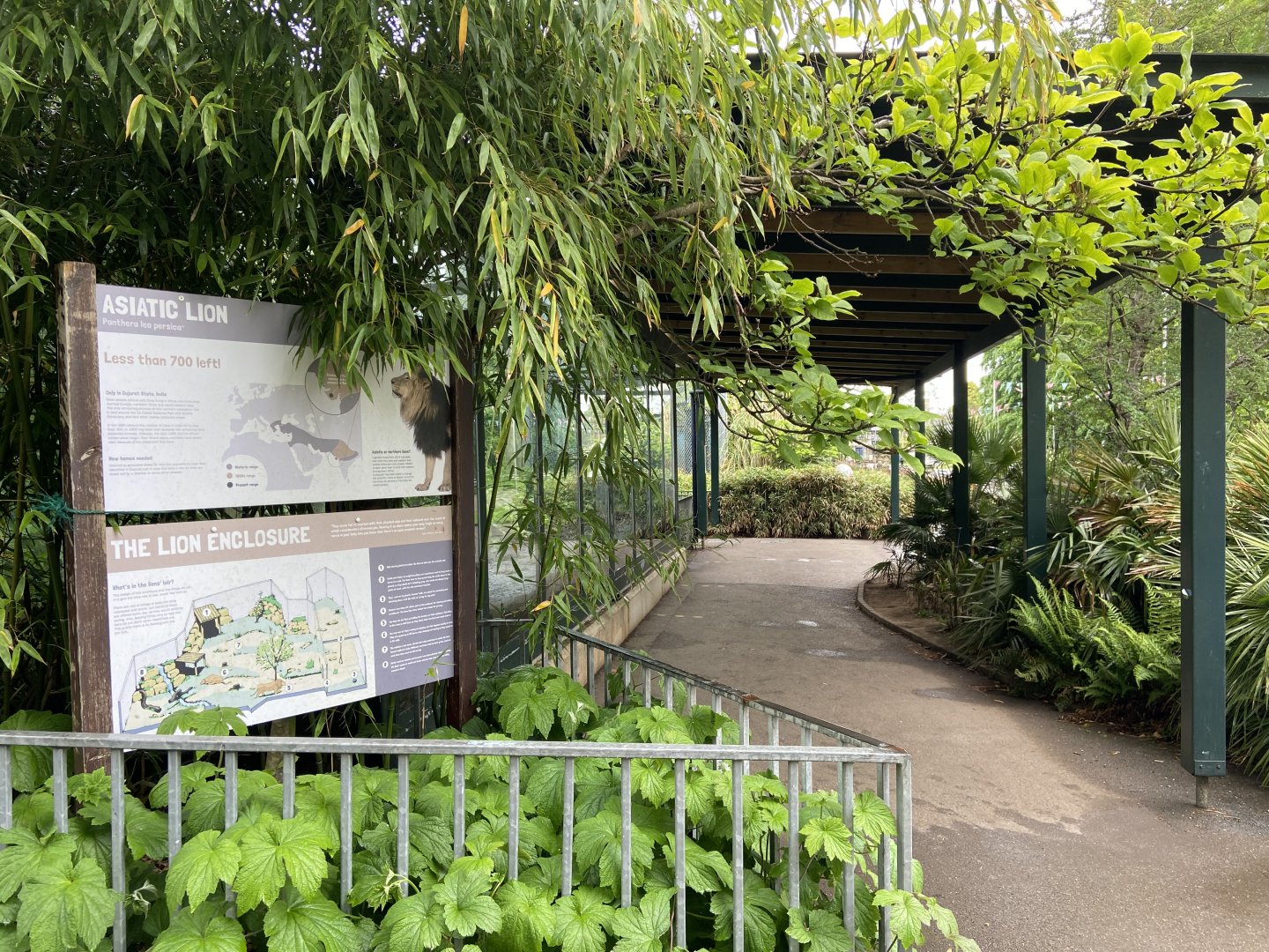 May 16th 2022 - viewing area for Asiatic Lion exhibit at Bristol Zoo