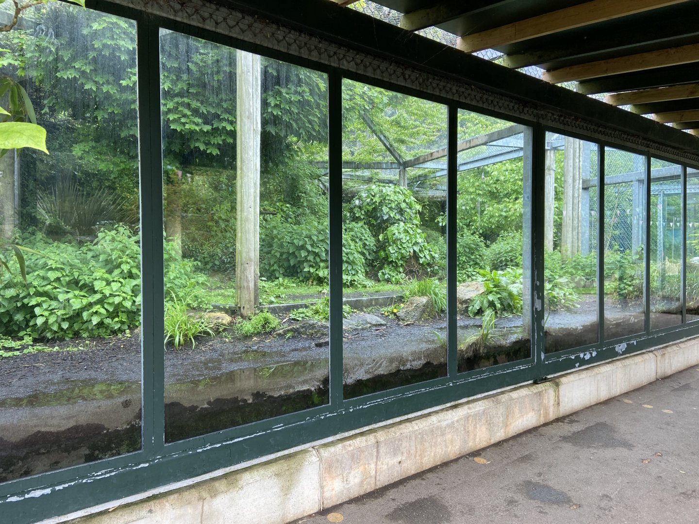 May 16th 2022 - viewing windows into Asiatic Lion exhibit at Bristol Zoo