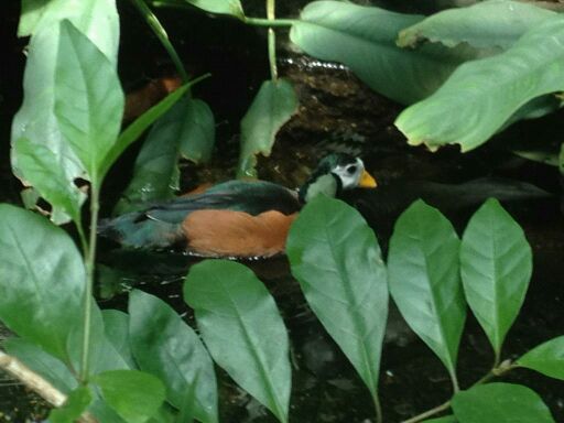 May 2012-African pymy goose in the Butterfly Rainforest
