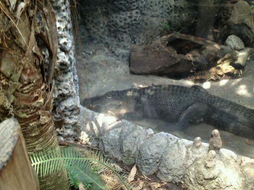 May 2012-American alligator in Manatee Springs