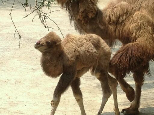 May 2012-Baby Bogart with mother Saari