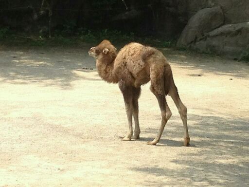 May 2012-Baby Bogart