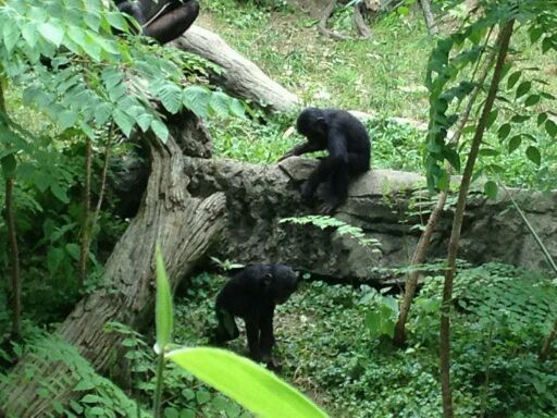 May 2012-Baby Bonobos in Jungle Trails
