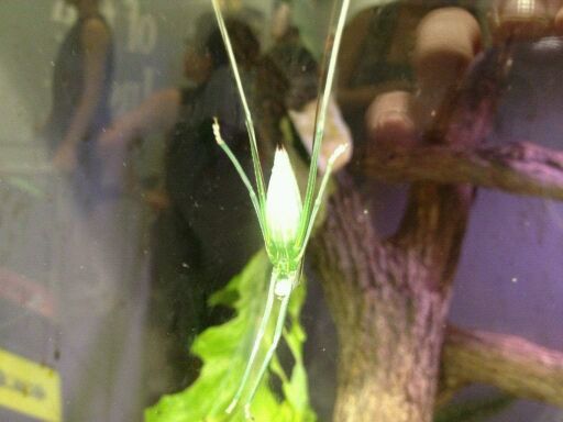 May 2012-Baby Malayan leaf katydid in World of the Insect