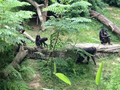 May 2012-Bonobos in Jungle Trails