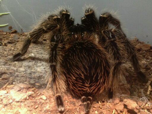 May 2012-Brazilian salmon pink birdeater in World of the Insect