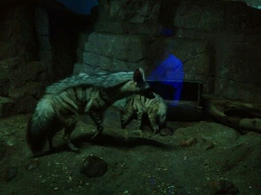 May 2012-Chippie and Changa, the Aardwolves