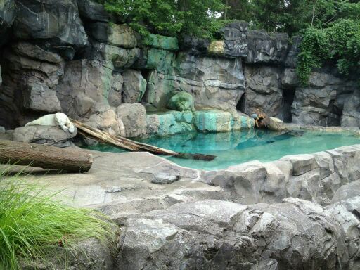May 2012-First Polar bear exhibit