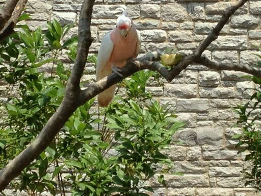 May 2012-Henry, the Major Mitchell's Cockatoo