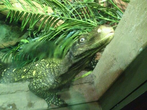 May 2012-Jasper the Crocodile monitor