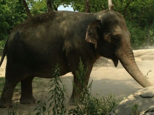 May 2012-Jati, a Malaysia elephant