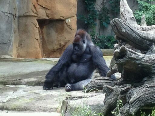 May 2012-Kwashi, a western lowland gorilla