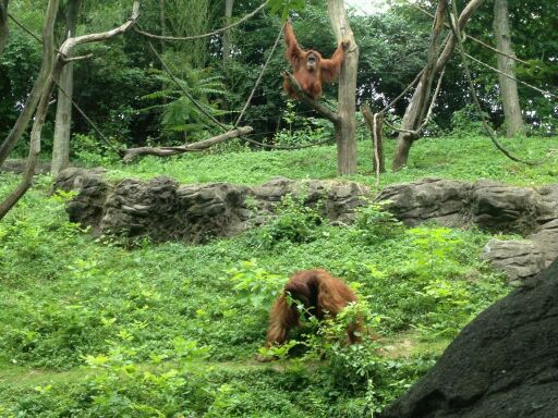 May 2012-Lana and Henry the Sumatran orangutans