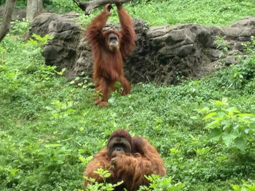 May 2012-Lana and Henry the Sumatran orangutans