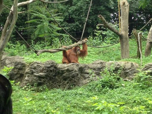 May 2012-Lana the Sumatran Orangutan