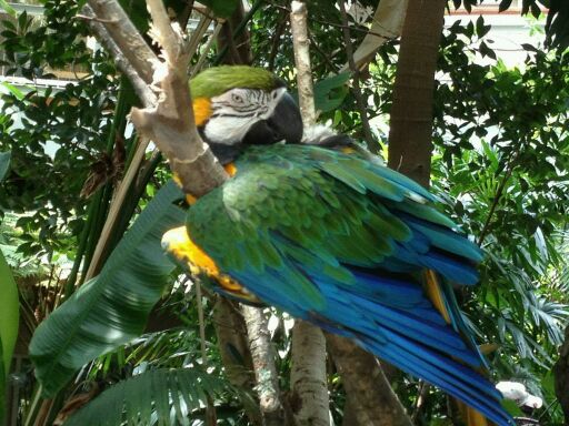 May 2012-Leroy the Blue-and-gold macaw