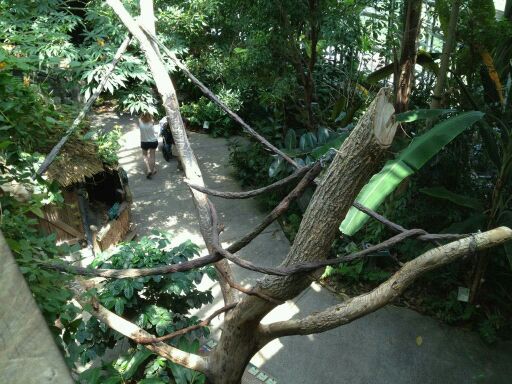 May 2012-Linnaeus's two-toed sloth exhibit