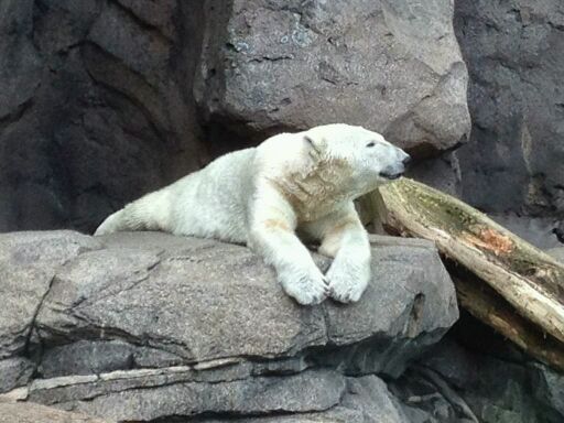 May 2012-Little One the Polar bear