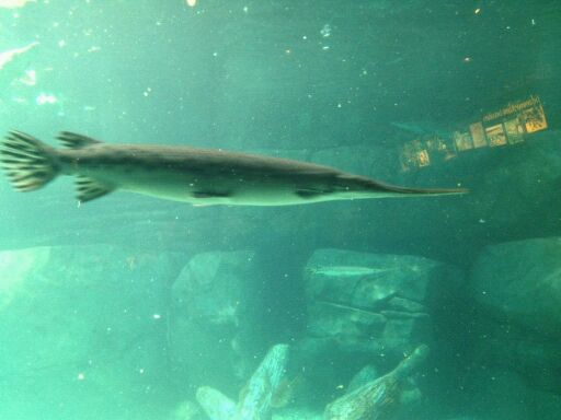 May 2012-Longnose gar in Manatee Springs