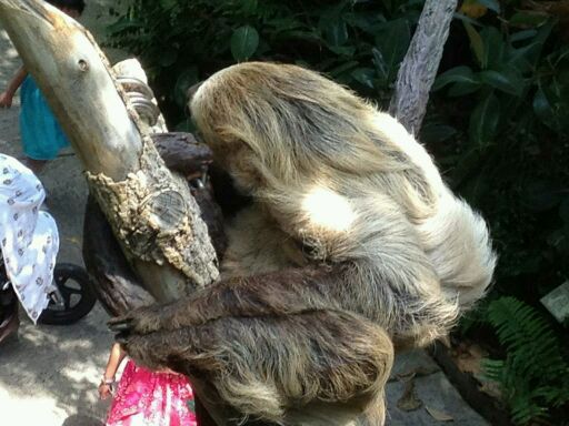 May 2012-Moe, a female Linnaeus's two-toed sloth