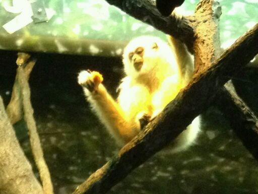 May 2012-Possum, a White-handed gibbon