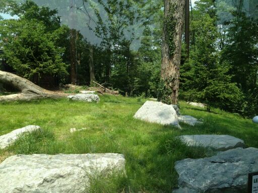 May 2012-Right side of the Cougar exhibit