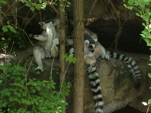 May 2012-Ring-tailed lemurs on Lemur Lookout
