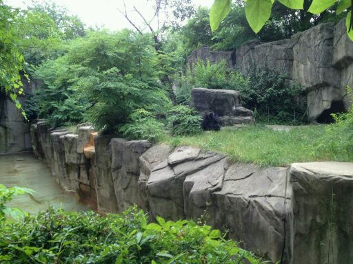 May 2012-Western lowland gorilla exhibit