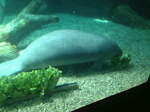 May 2012-Wooten a Florida manatee