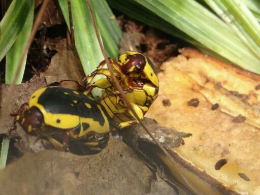 May 2012-Yellow-bellied beetles in World of the Insect