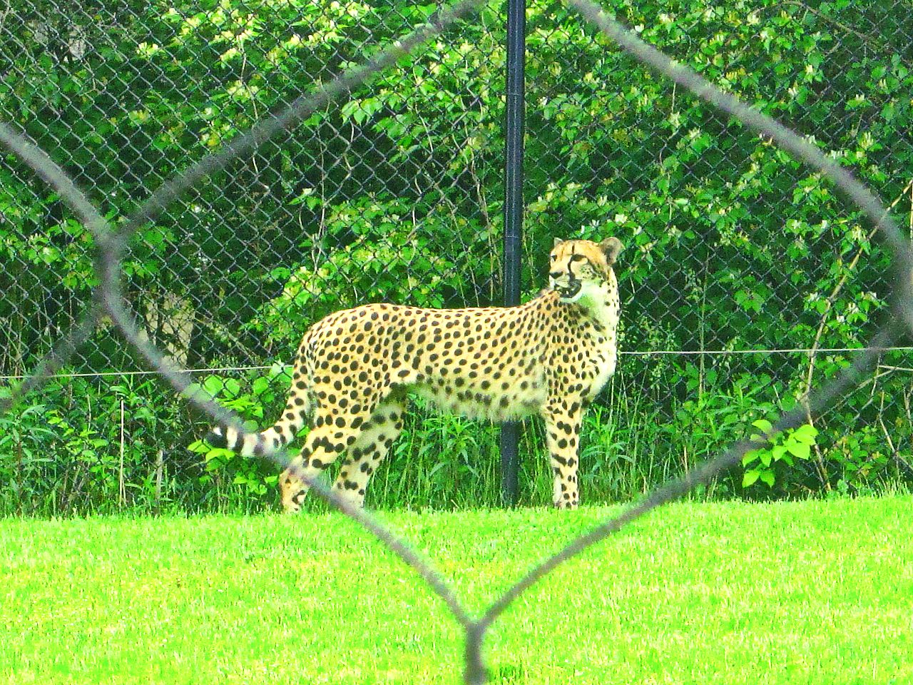 May 2013 - Africa - Cheetah Encounter - Cheetah