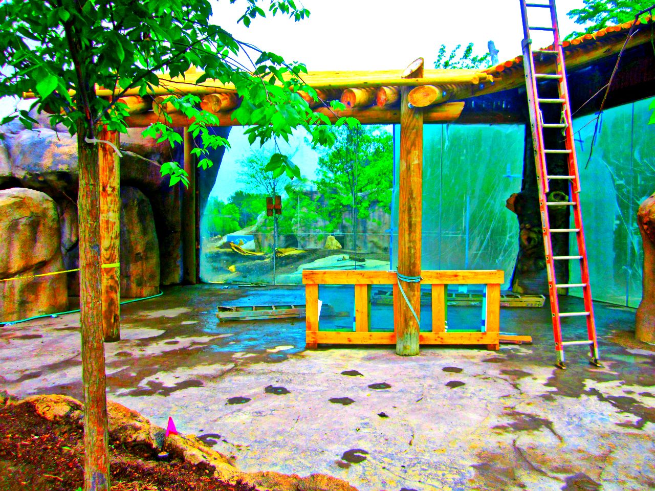 May 2013 - Africa - Future African Lion Exhibit Viewing