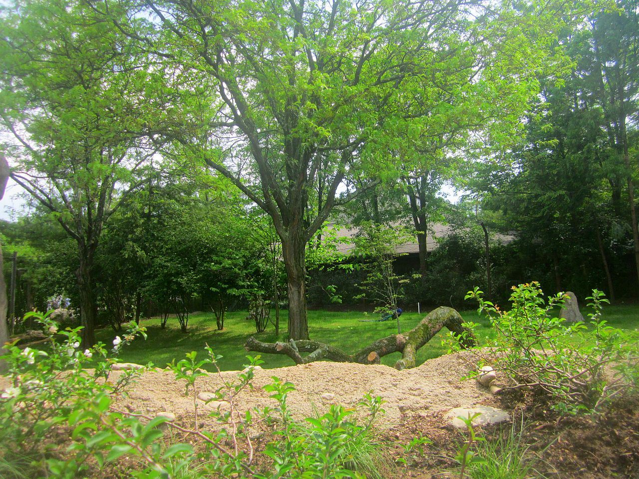 May 2013 - Africa - Future Cheetah Exhibit
