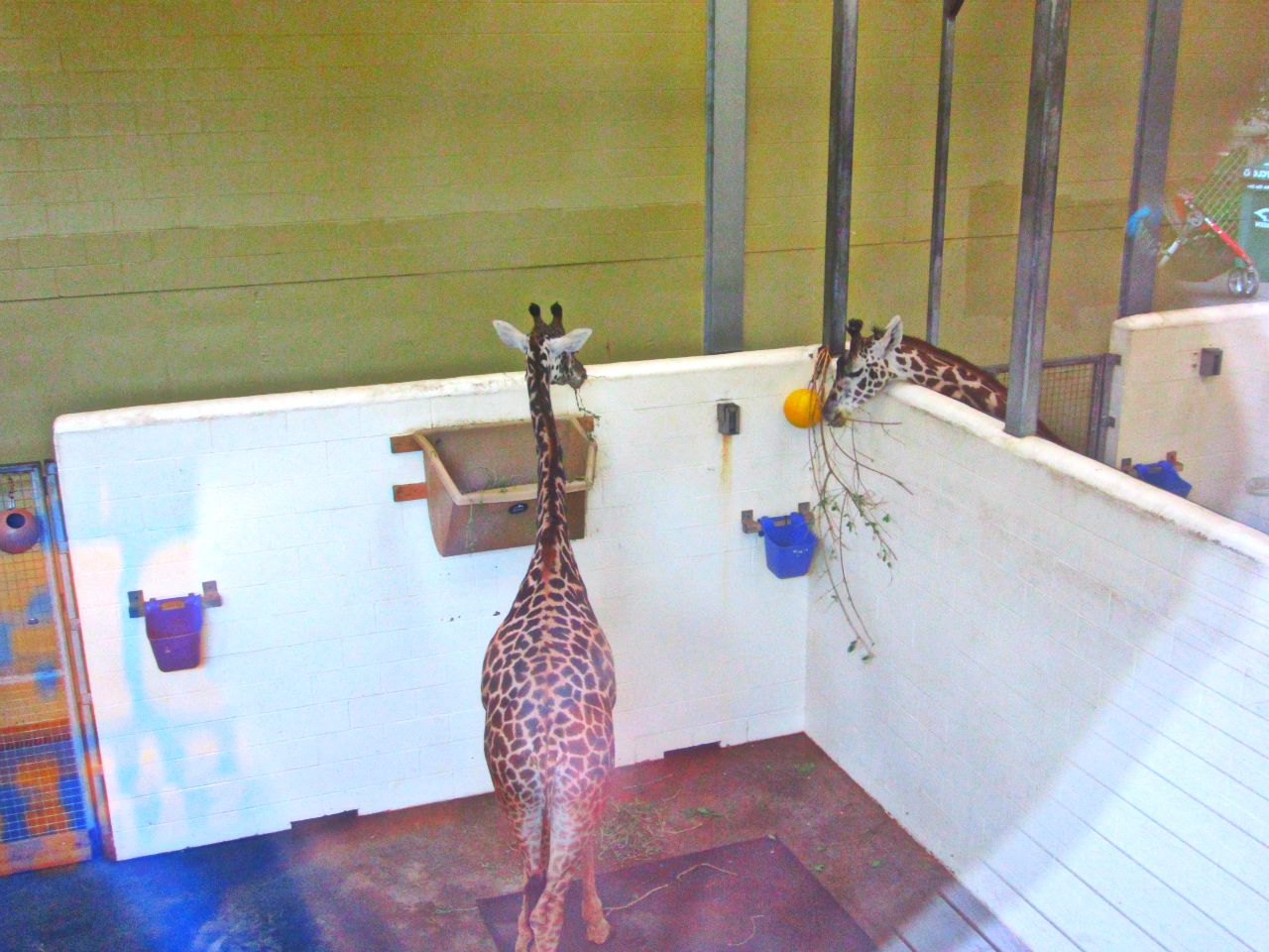 May 2013 - Africa - Giraffe Ridge - CeCe + Jambo