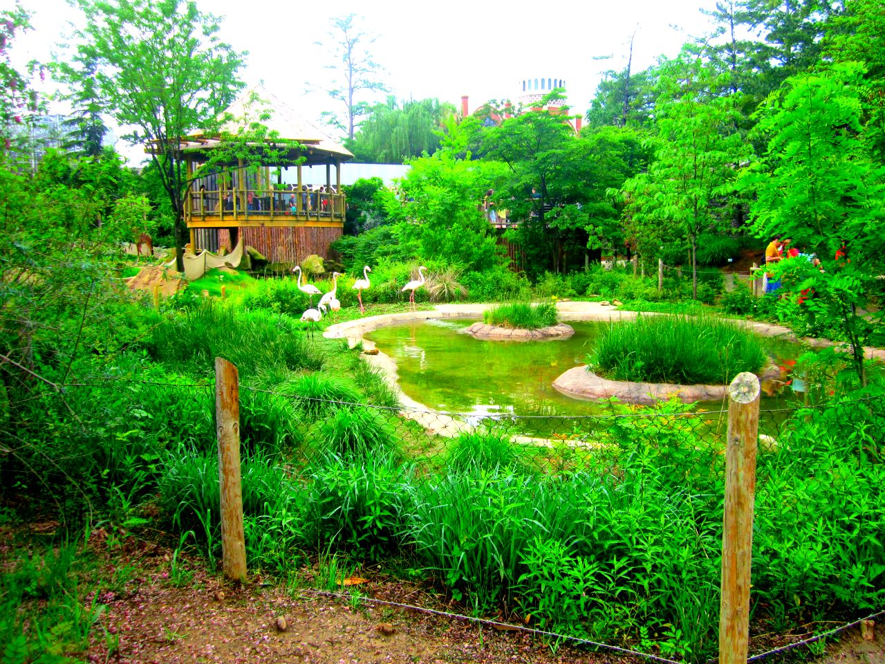 May 2013 - Africa - Giraffe Ridge - Greater Flamingo Exhibt