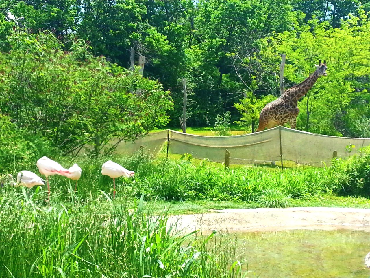 May. 2013 - Africa - Giraffe Ridge - Greater Flamingos + Masai Giraffe