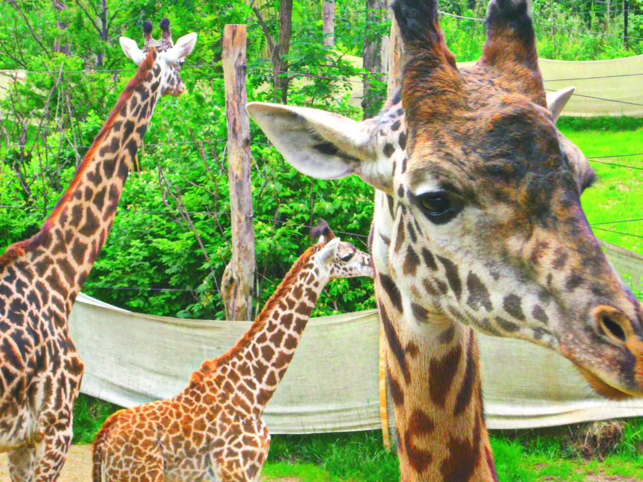 May 2013 - Africa - Giraffe Ridge - Tessa + Lulu + Kimba