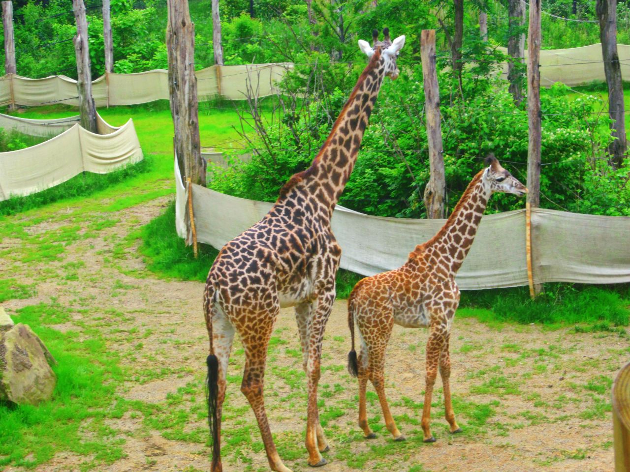 May 2013 - Africa - Giraffe Ridge - Tessa + Lulu