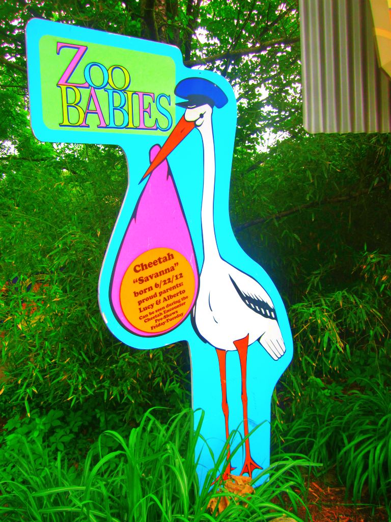 May 2013 - Africa - Zoo Babies - Cheetah