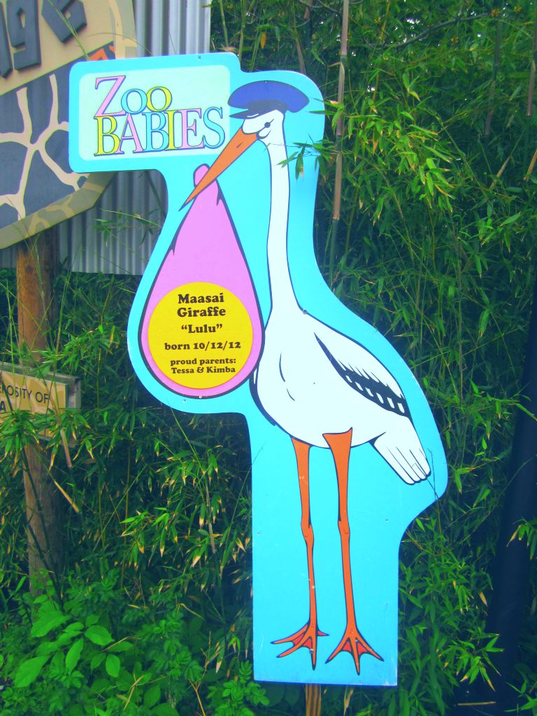 May 2013 - Africa - Zoo Babies - Masai Giraffe