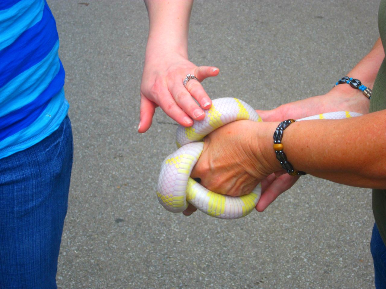 May 2013 - California Kingsnake Presentation