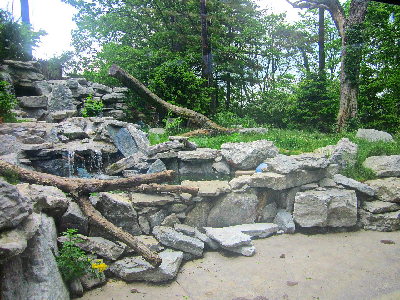 May 2013 - Cat Canyon - Cougar Exhibit