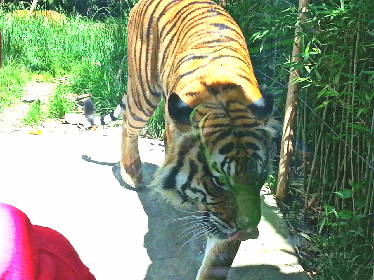 May. 2013 - Cat Canyon - Malayan Tiger