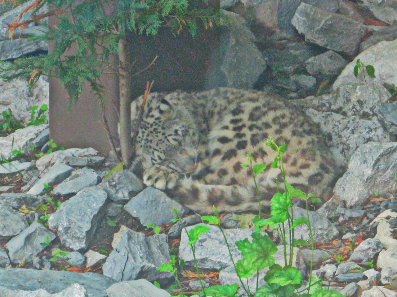May 2013 - Cat Canyon - Snow Leopard